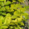Golden Vicary Privet #3 - Image 2